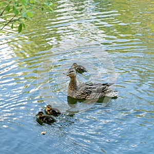 Gray duck swims in the water with little ducklings. Mom is a bird with a family in nature. Little chicks
