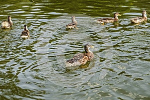 Gray ducks swim in dark green water covered with ripples in an artificial pond