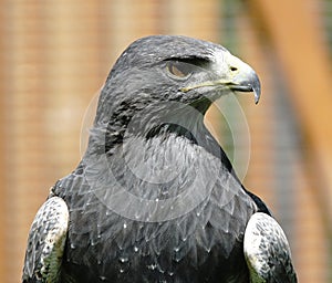 Gray eagle [Am.] [Geranoaetus melanoleucus, syn.: Buteo melanoleucus]