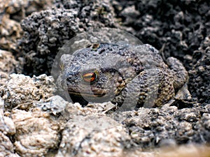 Gray earth toad woke up in the spring