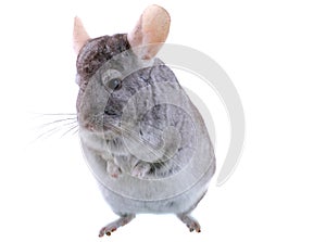 Gray ebonite chinchilla