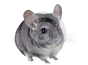 Gray ebonite chinchilla on white background.