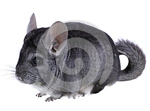 Gray ebonite chinchilla on white background.