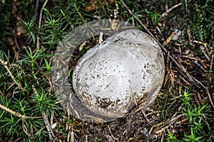 gray edible mushroom