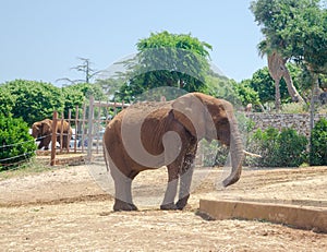 Gray Elephant in Fasano zoo Safari park in Italia