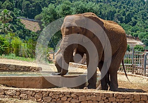 Gray Elephant in Fasano zoo Safari park in Italia