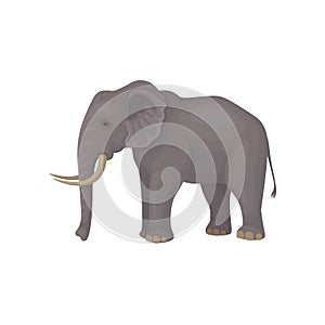 Gray elephant standing isolated on white background. Wild animal with large ears, long trunk, tail and tusks. Flat