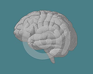 Gray engraving brain illustration on green BG