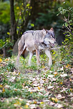 Gray/Eurasian wolf