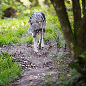 Gray/Eurasian wolf