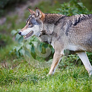 Gray/Eurasian wolf