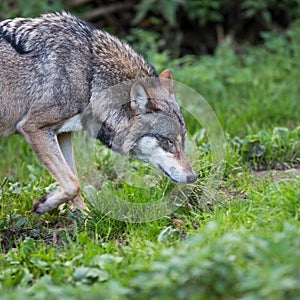 Gray/Eurasian wolf
