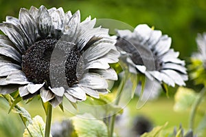 Gray Fake Sun Flower