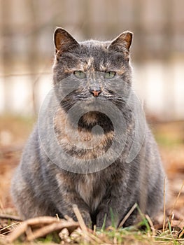 Gray fat cat on the ground