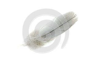 Gray feather wild pigeon
