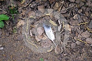 Gray feather on the withered leaves