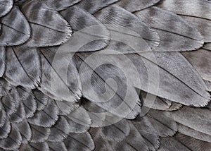 Gray feathers