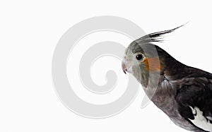 gray female cockatiel parrot isolated on a white background. Place for text.