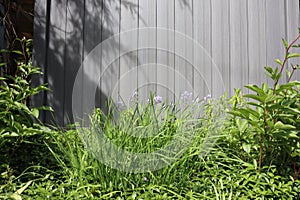 The gray fence is back of the garden.