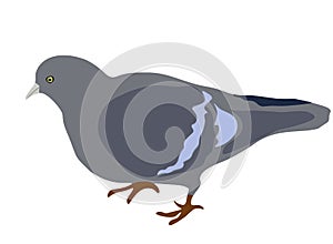 Gray Feral pigeon standing icon isolated on white backgroun, vector eps 10