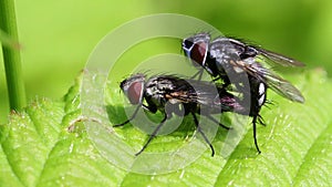 Gray flesh fly - pairing