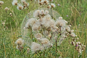 Gray fluff on dry buds of a dry wild burdock plant