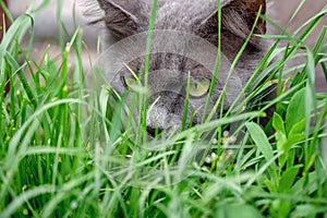 Gray fluffy cat in an ambush in the thick grass