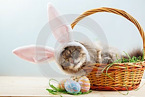 Gray fluffy cat with bunny ears in easter basket with easter eggs