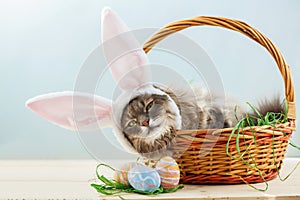 Gray fluffy cat with bunny ears in easter basket with easter eggs