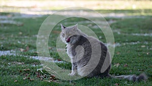 Gray fluffy cat on the grass