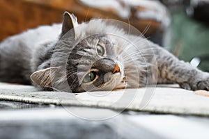 Gray fluffy cat with green eyes resting, lying on carpet indoors.