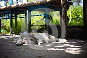 gray fluffy cat lies in the yard in the sun