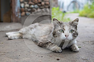 gray fluffy cat lies in the yard in the sun