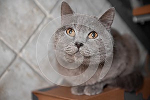 Gray fluffy cat look up