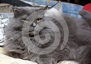 Gray fluffy cat lying