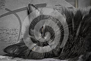 Gray fluffy cat lying on the couch.