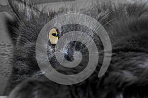 Gray fluffy cat lying on the couch.