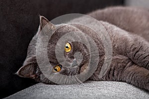 A gray fluffy cat is lying on a gray sofa. Scottish cat is looking at the camera. Banner. A place for text. Close up. Angry cat.