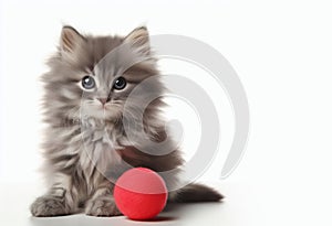 Gray fluffy cat with a red ball on a white background