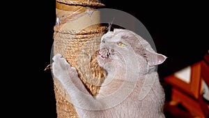 Gray Fluffy Cat Sharpens Claws on a Scratching Post in the Rays of Sunlight