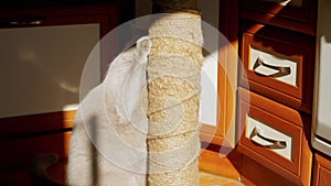 Gray Fluffy Cat Sharpens Claws on a Scratching Post in the Rays of Sunlight