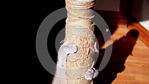 Gray Fluffy Cat Sharpens Claws on a Scratching Post in the Rays of Sunlight