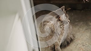 Gray fluffy cat sits in front of open door on cold concrete floor and looks.