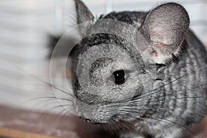 Gray fluffy chinchilla sits on a wooden Board gnaw