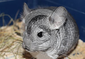 Gray fluffy chinchilla sits on a wooden Board gnaw in a cage