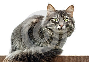 Gray fluffy cute tabby cat with green eyes sits on blackboard, Isolated on white background. close-up gray fluffy Persian kitty