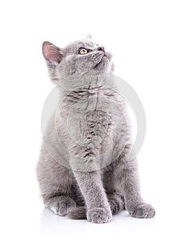 Scottish straight kitten. Isolated on a white background. A gray fluffy kitty