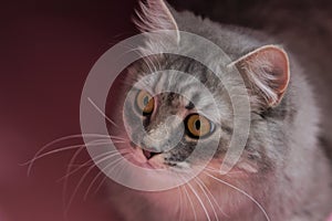 Gray fluffy playful cat with yellow eyes on a pink background close-up,copy space.Beautiful cat