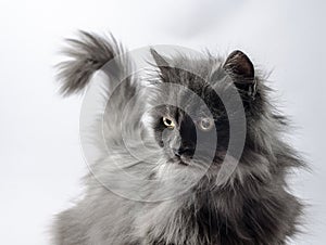 Gray fluffy puzzled cat with a tail in the shape of a question m