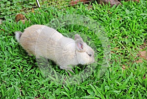 Gray fluffy rabbit on the green grass garden